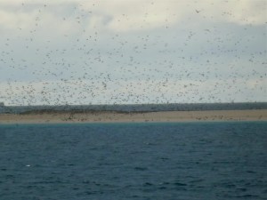 Michaelmas Cay