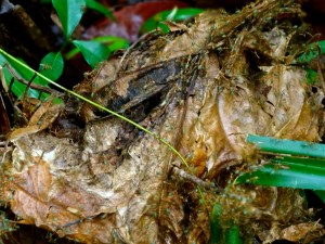 A nest of Weaver ants
