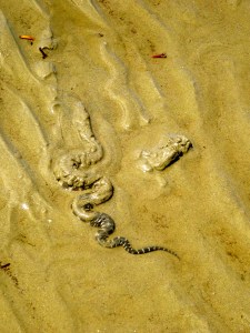 Sea Snake on Cooya Beach