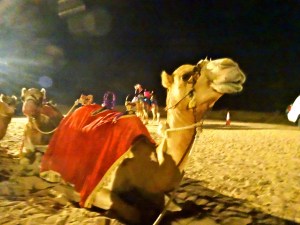 The infamous camel...
