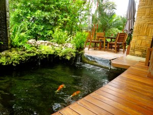 Koi pond at Bussaba Bangkok.