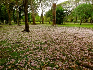 Lumpini Park covered in blossoms.