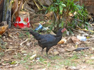 The chicken pecking at trash next to our roadside rest stop.