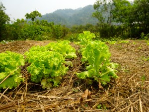 Lettuce in our vegetable beds. 