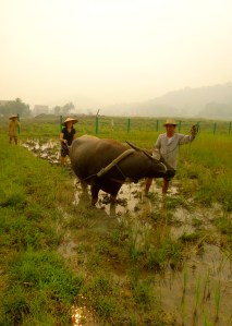 Plowing a rice paddy!