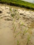 My row of planted rice seedlings.