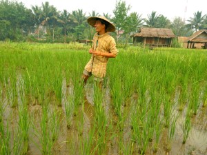 Laut Lee, Director of The Living Land, in his element.