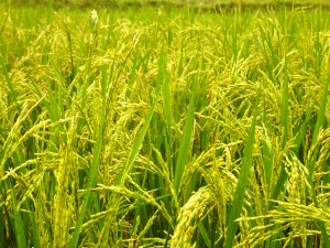 Fully grown rice stalks ready for harvesting. 