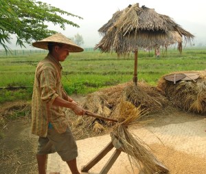 Threshing the rice by beating it against a wooden plank. 