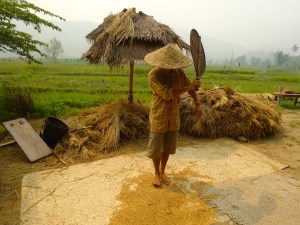 Winnowing the rice with a giant fan to separate it from the stalks.