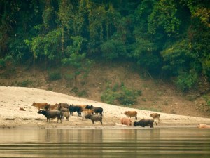 Water buffalo grazing and bathing in the Mekong. 