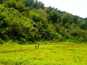 Trekking across open fields to get to the forest. 