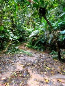 The jungle of the Bokeo Nature Reserve. 