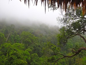 A misty, foggy forest. 