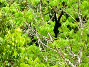 My first Western Black Crested Gibbon sighting in the jungle.  