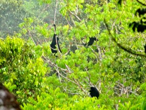 Brothers and sisters - a happy little family of gibbons. 