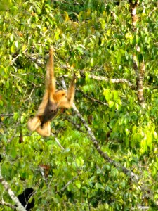 Momma Gibbon - recognized because of her lighter brown color. 