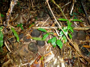 Some kind of root that is used for medicine. 