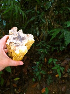 Hardened sap from one of the trees.  Bounleun will use it in their New Year's campfire. 