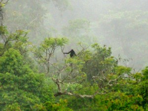 Gibbon in the mist.  King of this jungle. 