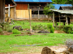 Remote village on the edge of the Bokeo Nature Reserve. 
