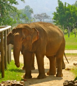 Elephant feeding area. 