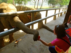 Me, feeding watermelon to the elephants.