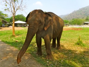 Lucky - blind from working under circus spotlights for too long. 