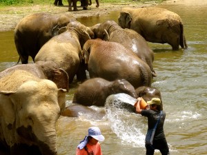 Mahouts helping to bathe their elephants. 