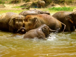 Elephant bath time. 