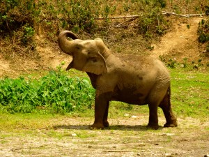 Faa Sai, or "clear sky", was forced into street begging.  