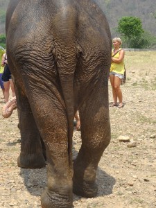 Bualoy's back right knee is permanently dislocated due to abuse. 