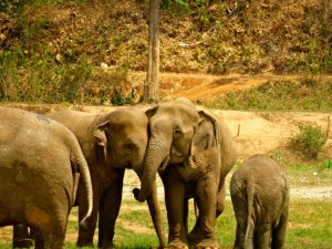 Elephant bonds are amazing.