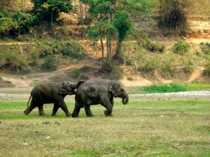 Special elephant moments. 