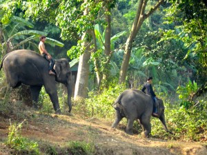 Mahouts riding elephants from the neighboring elephant park. 