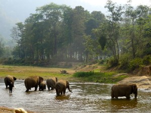 The ENP elephants watching and reacting to the cry for help coming from the elephant at the neighboring park.  