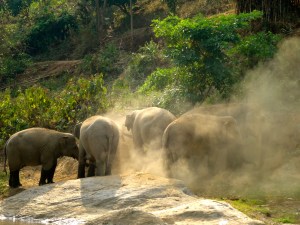 Elephant frustration - kicking dirt and pulling at tree branches. 