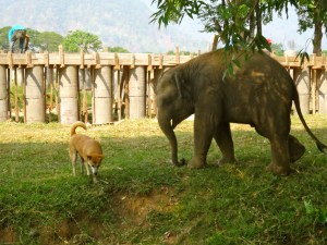 The elephants and dogs have some fun with each other. 