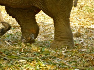 Elephant who lost a partial foot when she stepped on a land mine near the border.  