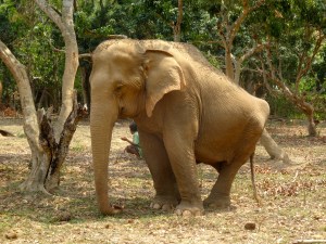 Elephant with damaged hips. 