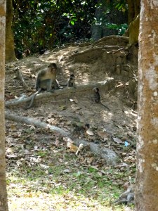 Monkeys playing on the grounds of Bayon Temple. 