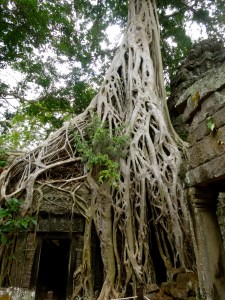 The trees of Ta Prohm