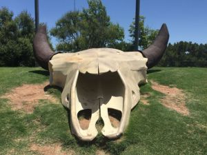 Buffalo Skull at the visitor center in Abilene, Texas. The visitor center was one of the nicest I've seen. 